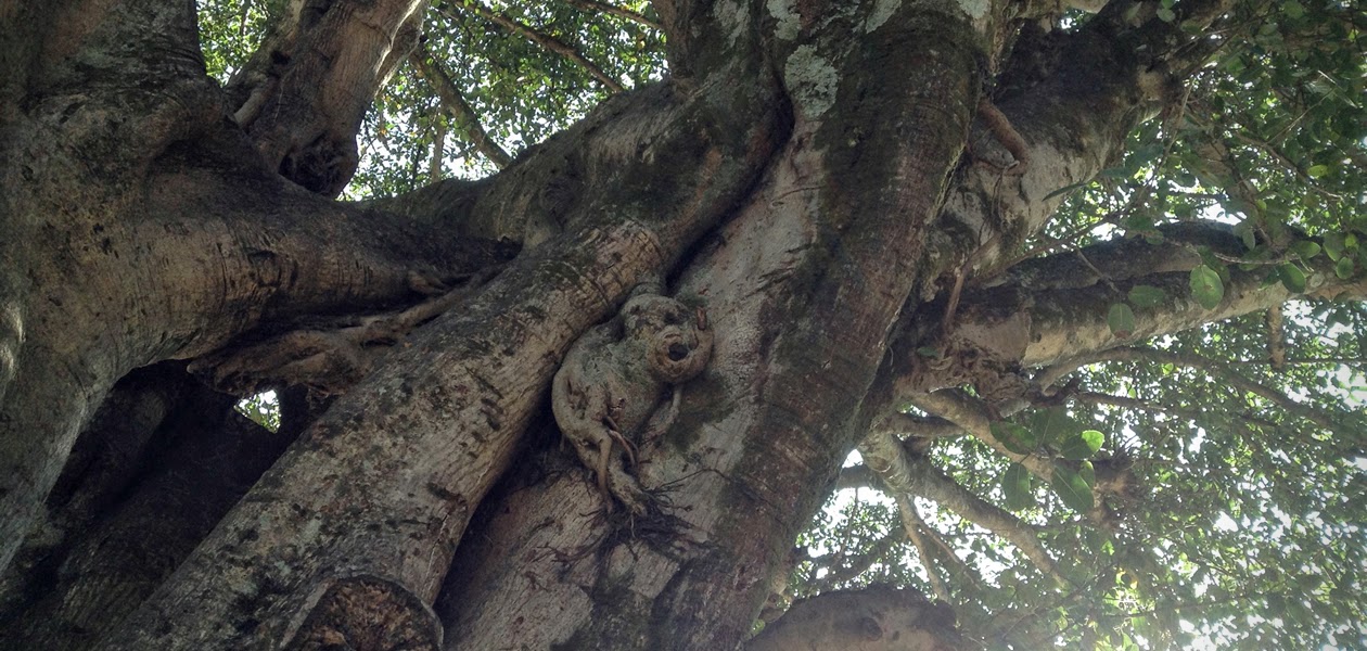 マヤの森の大樹