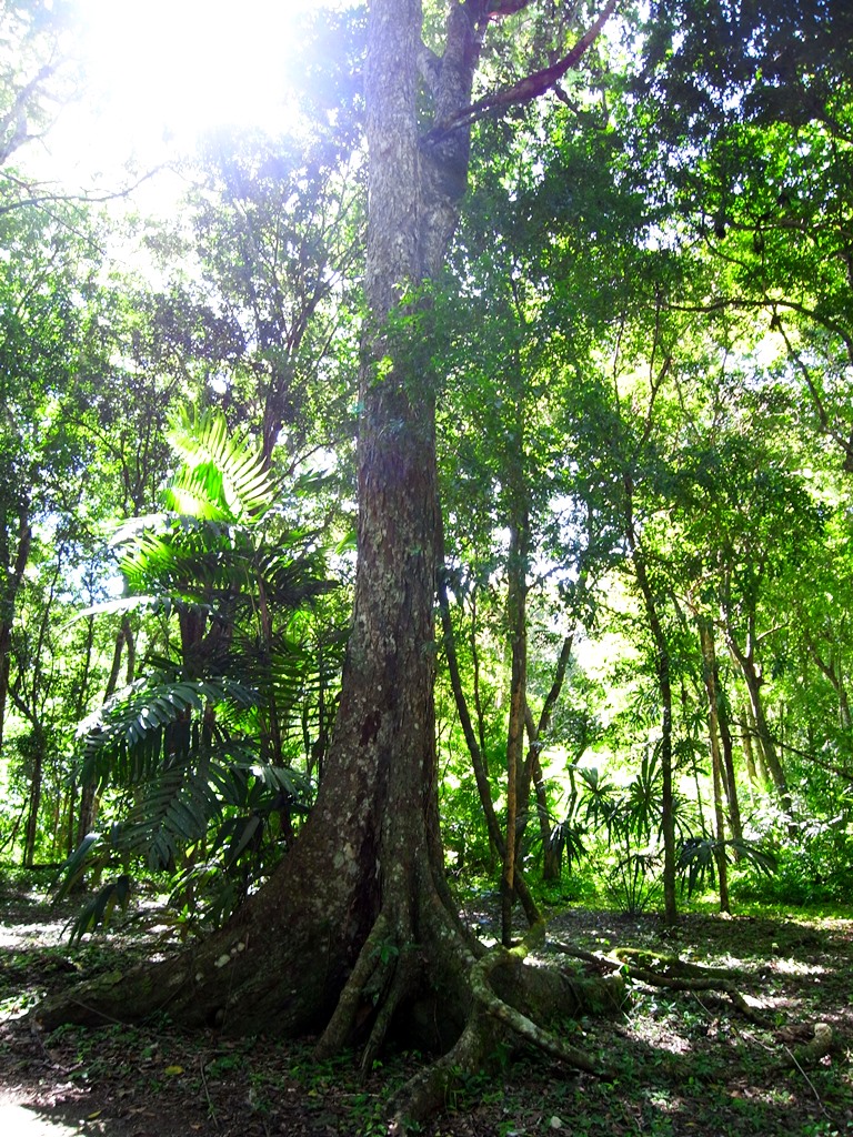 マヤナッツの樹