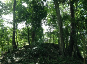 Mayan forests
