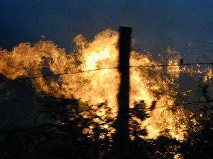 Mayan forest was burned.