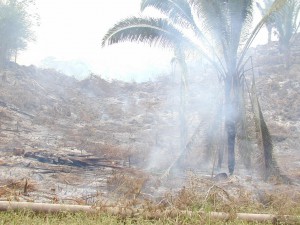 burned Mayan forest