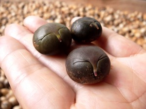 Maya nuts on your hands