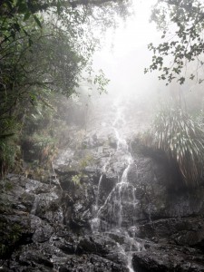 Mayan forest