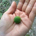 a ramon nuts on a hand